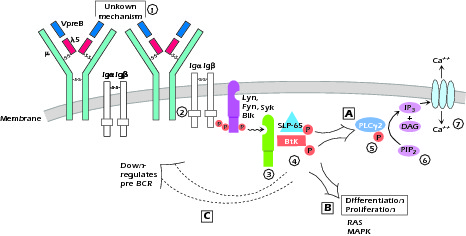 Figure 1.5