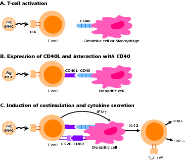 Figure 4.4